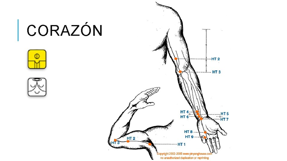 CORAZÓN (YIN) 