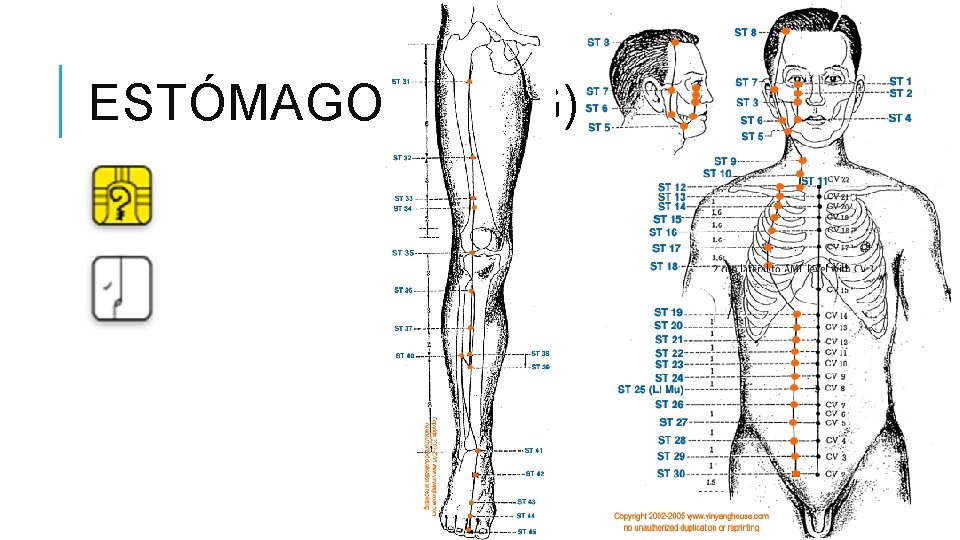 ESTÓMAGO (YANG) 