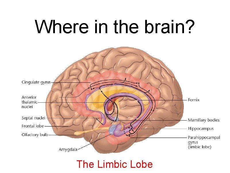 Where in the brain? The Limbic Lobe 