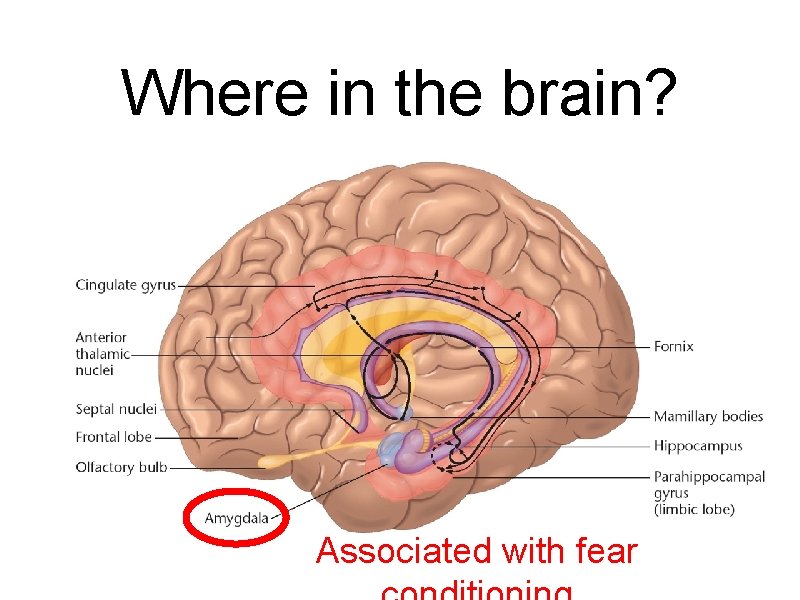 Where in the brain? Associated with fear 