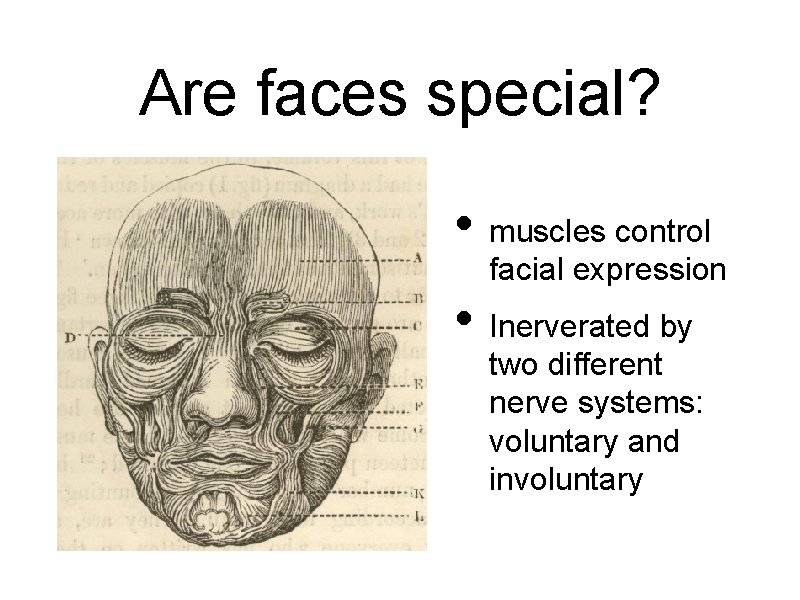 Are faces special? • muscles control facial expression • Inerverated by two different nerve