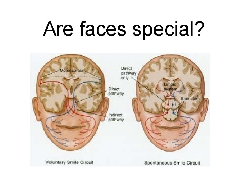 Are faces special? 