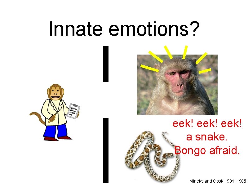 Innate emotions? eek! a snake. Bongo afraid. Mineka and Cook 1984, 1985 