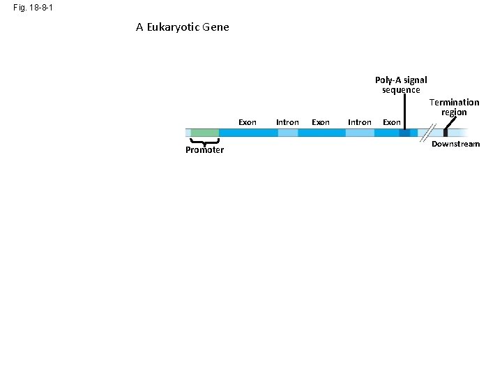 Fig. 18 -8 -1 A Eukaryotic Gene Enhancer (distal control elements) DNA Poly-A signal