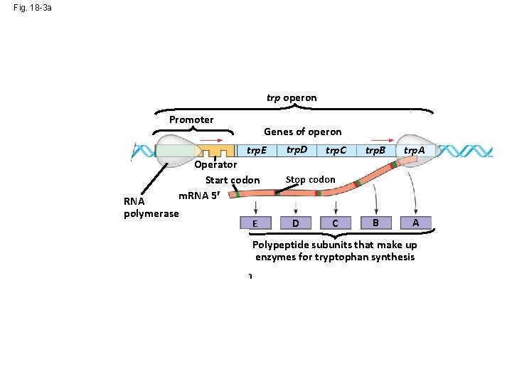 Fig. 18 -3 a trp operon Promoter DNA trp. R Regulatory gene m. RNA