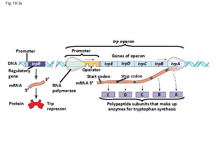 Fig. 18 -3 a trp operon Promoter DNA trp. R Regulatory gene m. RNA
