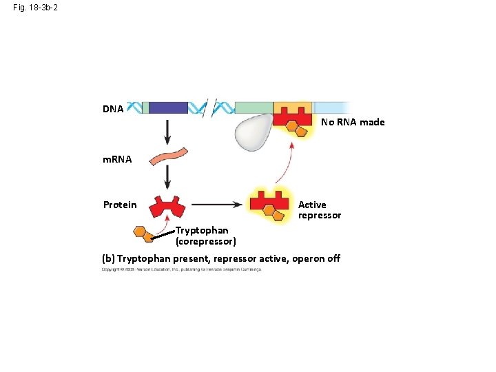 Fig. 18 -3 b-2 DNA No RNA made m. RNA Protein Active repressor Tryptophan