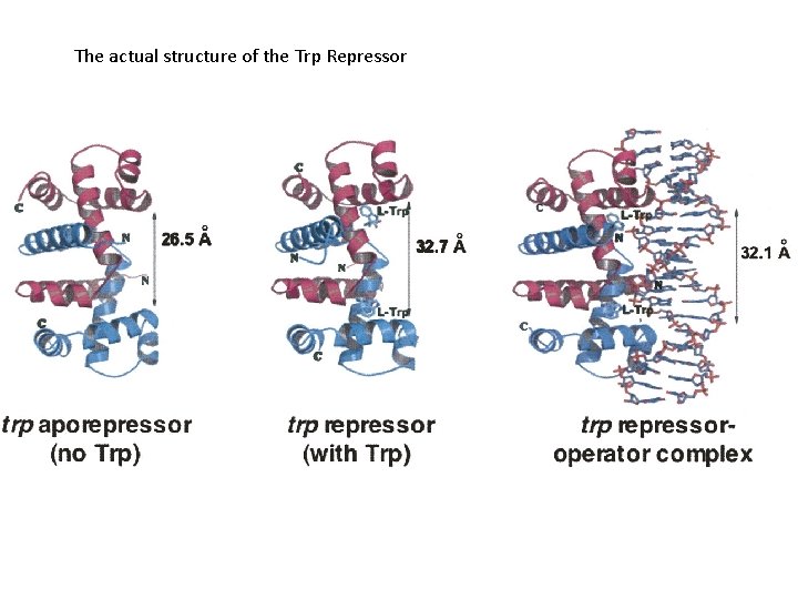The actual structure of the Trp Repressor 