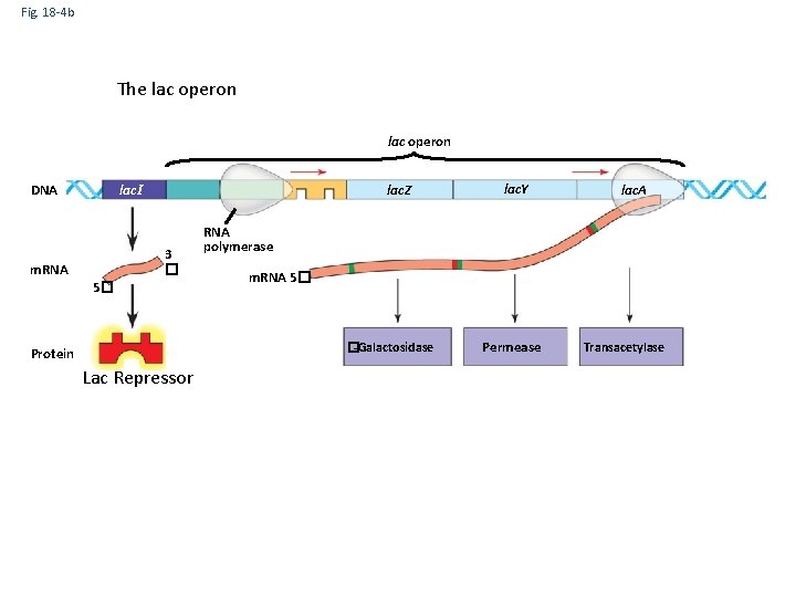 Fig. 18 -4 b The lac operon DNA lac. I lac. Z 3 �