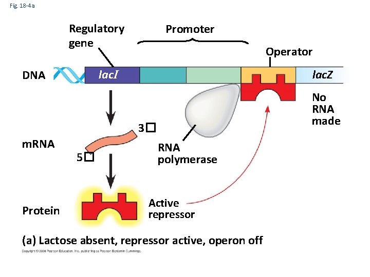 Fig. 18 -4 a Regulatory gene Promoter Operator lac. I DNA lac. Z No
