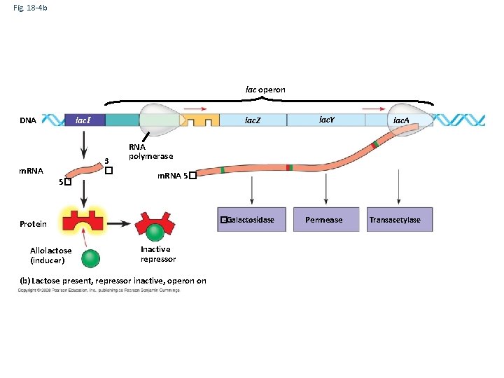 Fig. 18 -4 b lac operon DNA lac. I lac. Z 3 � m.