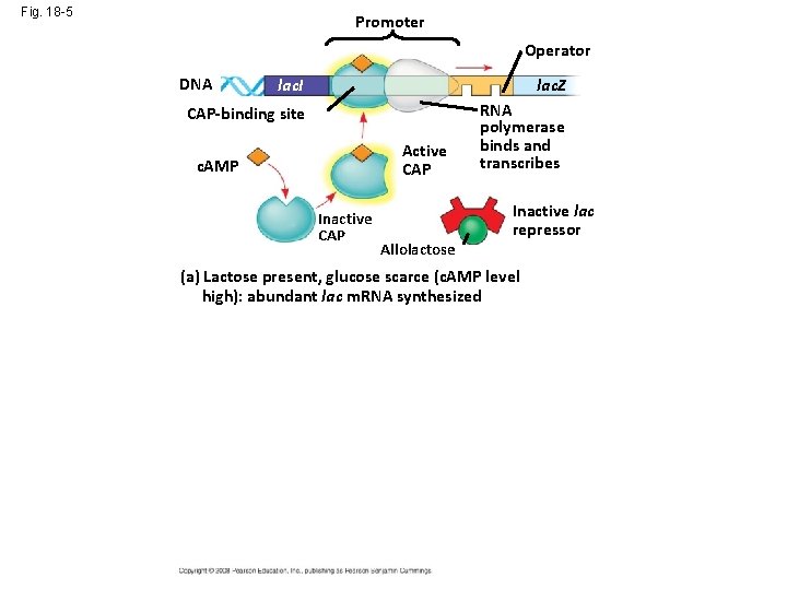 Fig. 18 -5 Promoter Operator DNA lac. I lac. Z CAP-binding site RNA polymerase