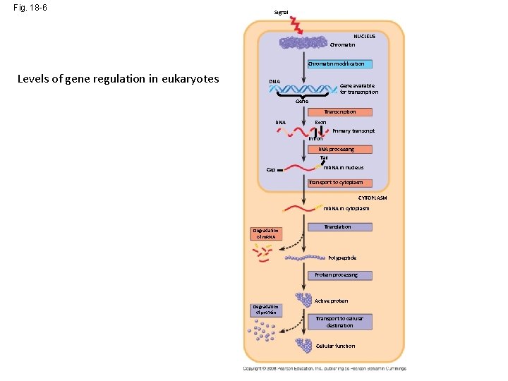 Fig. 18 -6 Signal NUCLEUS Chromatin modification Levels of gene regulation in eukaryotes DNA