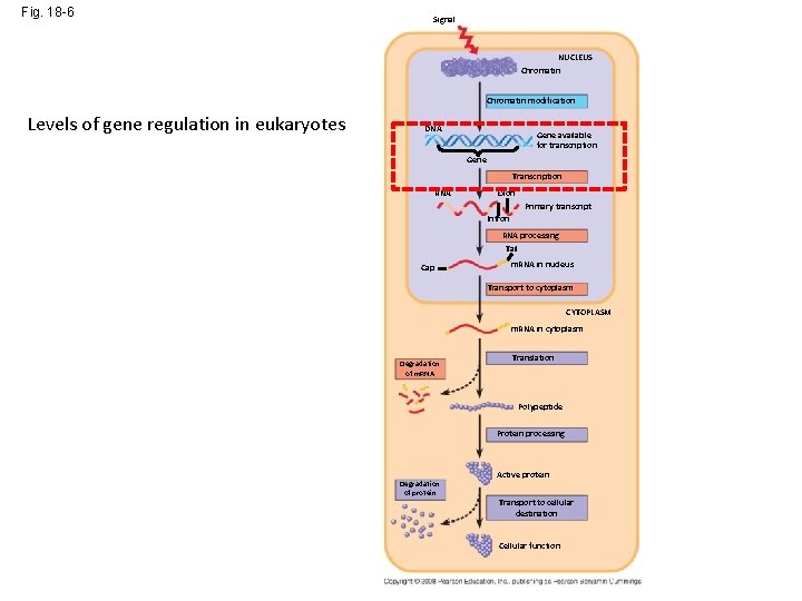 Fig. 18 -6 Signal NUCLEUS Chromatin modification Levels of gene regulation in eukaryotes DNA