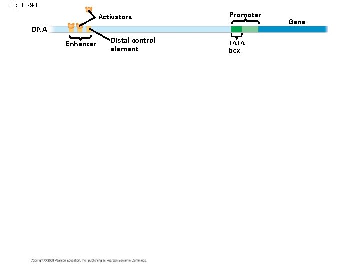 Fig. 18 -9 -1 Activators Promoter DNA Enhancer Distal control element TATA box Gene