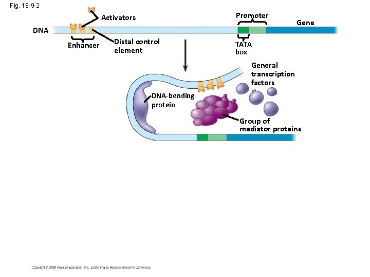 Fig. 18 -9 -2 Promoter Activators DNA Enhancer Distal control element Gene TATA box
