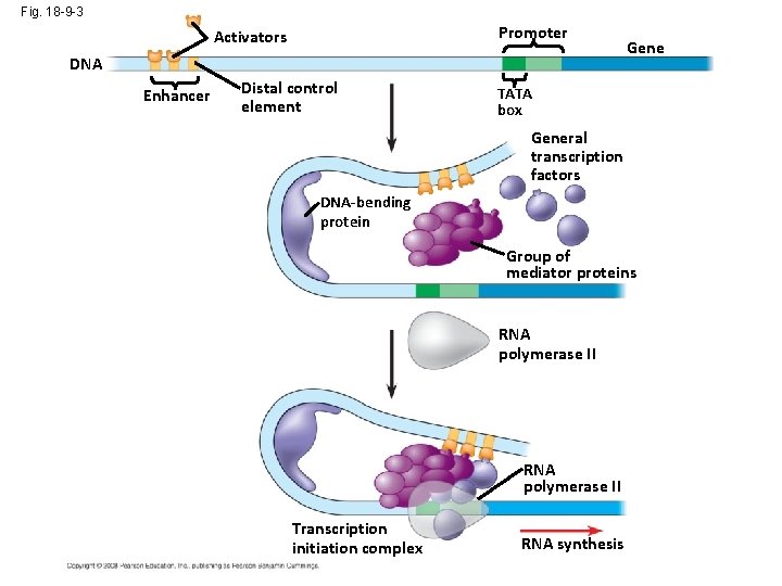 Fig. 18 -9 -3 Promoter Activators DNA Enhancer Distal control element Gene TATA box