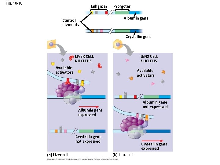 Fig. 18 -10 Enhancer Control elements Promoter Albumin gene Crystallin gene LIVER CELL NUCLEUS