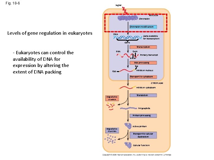 Fig. 18 -6 Signal NUCLEUS Chromatin modification Levels of gene regulation in eukaryotes DNA