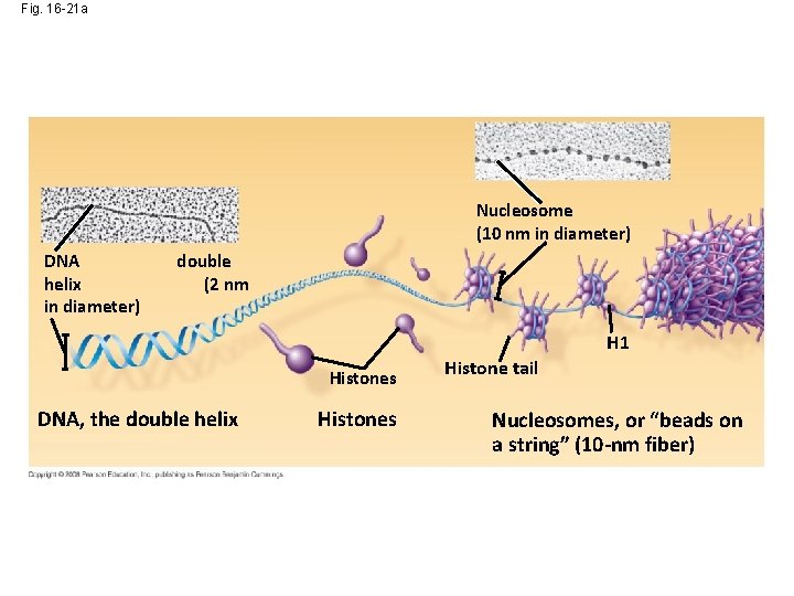Fig. 16 -21 a Nucleosome (10 nm in diameter) DNA helix in diameter) double