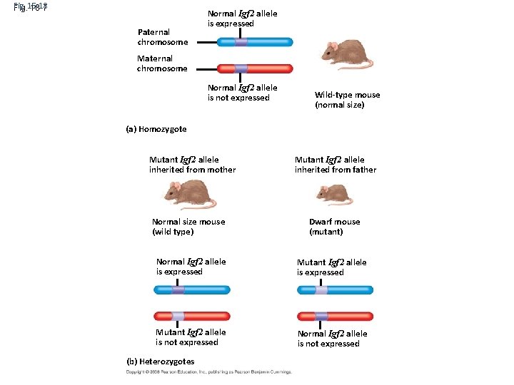 Fig. 15 -18 18 -7 Paternal chromosome Normal Igf 2 allele is expressed Maternal