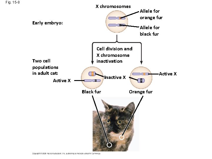 Fig. 15 -8 X chromosomes Early embryo: Two cell populations in adult cat: Active