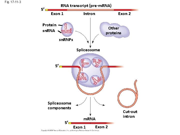 Fig. 17 -11 -3 5 RNA transcript (pre-m. RNA) Exon 1 Intron Exon 2
