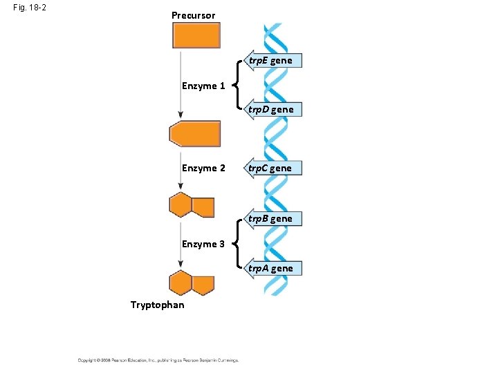 Fig. 18 -2 Precursor Feedback inhibition trp. E gene Enzyme 1 trp. D gene