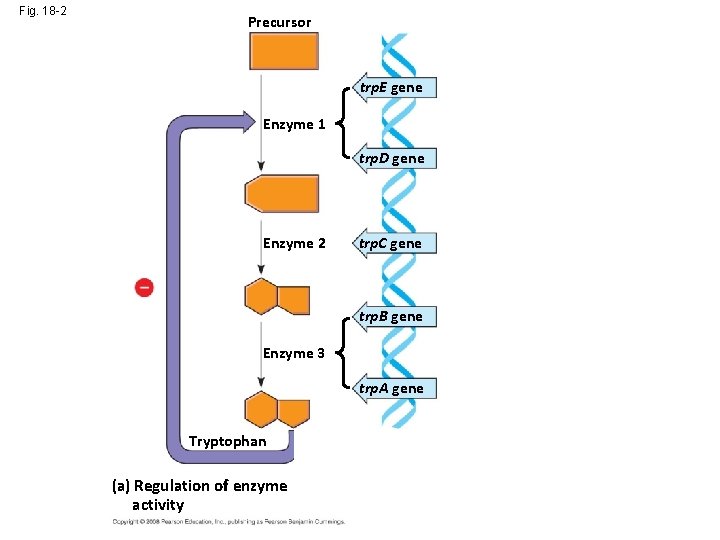 Fig. 18 -2 Precursor trp. E gene Enzyme 1 trp. D gene Regulation of