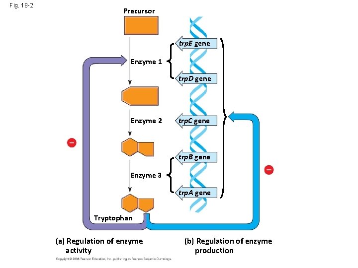 Fig. 18 -2 Precursor trp. E gene Enzyme 1 trp. D gene Enzyme 2