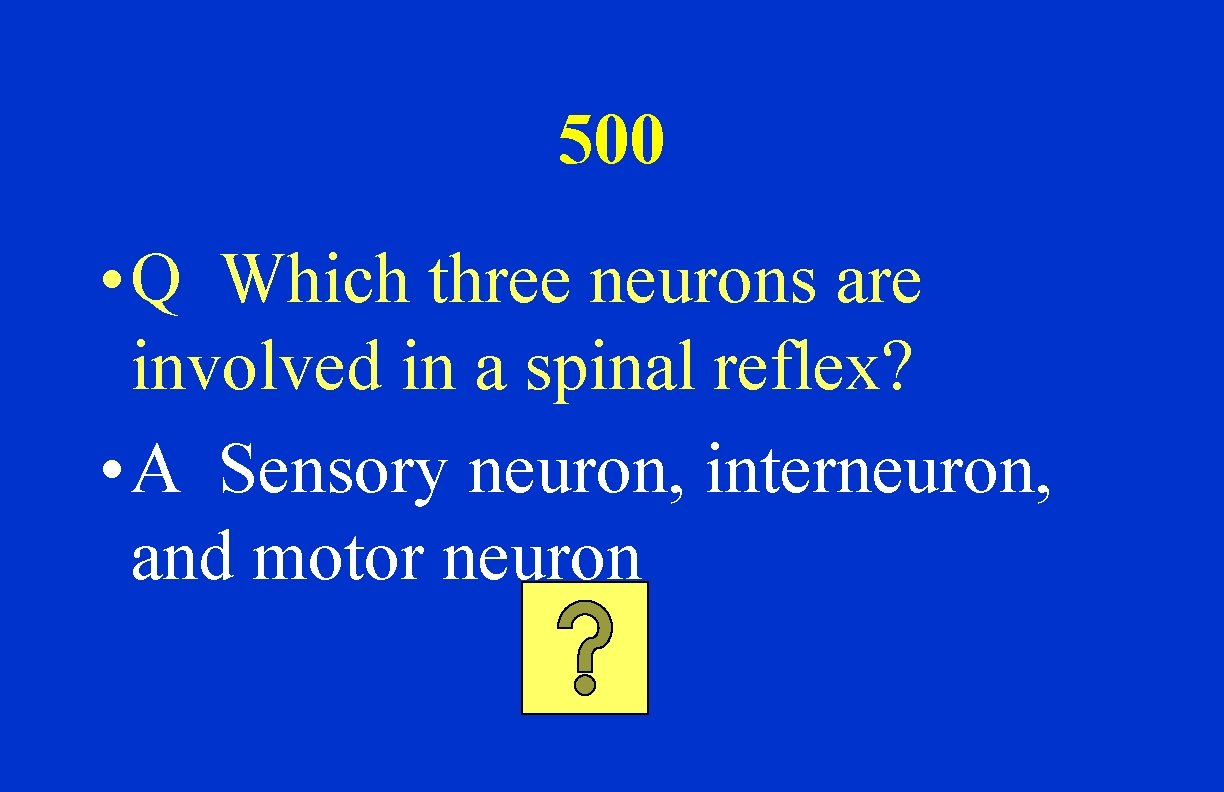 500 • Q Which three neurons are involved in a spinal reflex? • A
