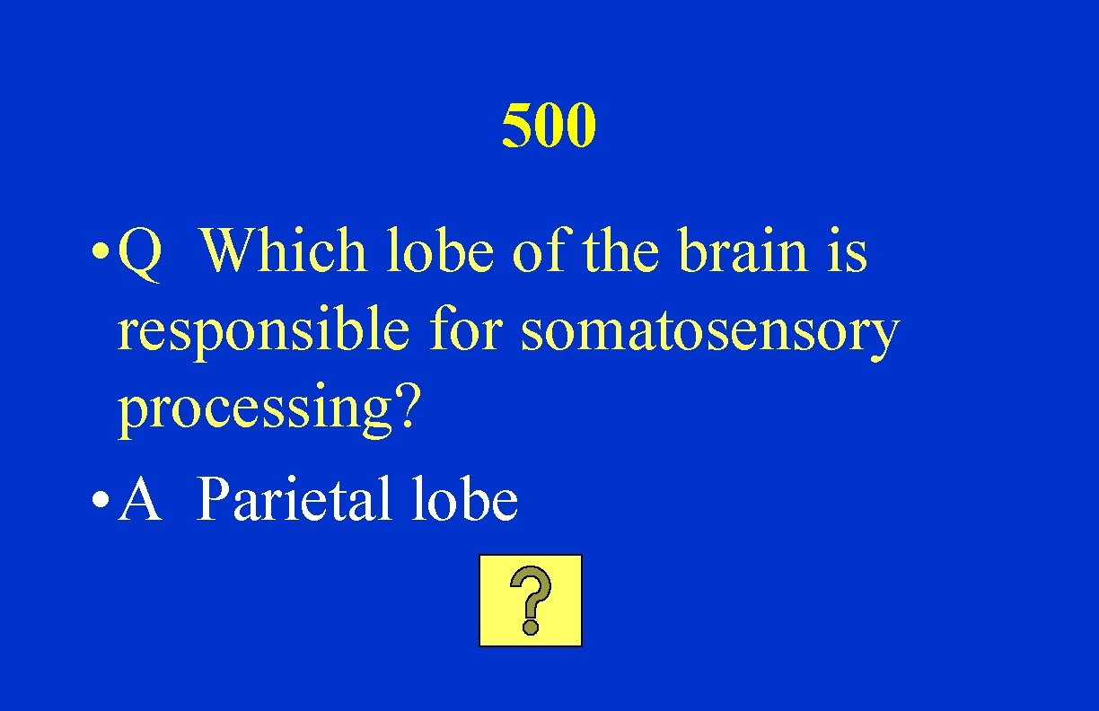 500 • Q Which lobe of the brain is responsible for somatosensory processing? •