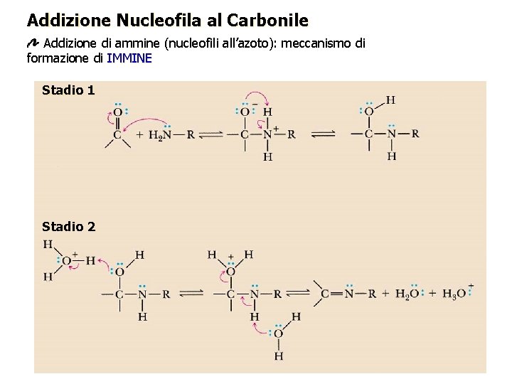 Addizione Nucleofila al Carbonile Addizione di ammine (nucleofili all’azoto): meccanismo di formazione di IMMINE Addizione Nucleofila al Carbonile Addizione di ammine (nucleofili all’azoto): meccanismo di formazione di IMMINE