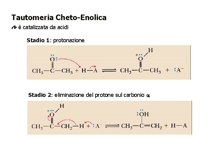 Tautomeria Cheto-Enolica è catalizzata da acidi Stadio 1: protonazione Stadio 2: eliminazione del protone Tautomeria Cheto-Enolica è catalizzata da acidi Stadio 1: protonazione Stadio 2: eliminazione del protone