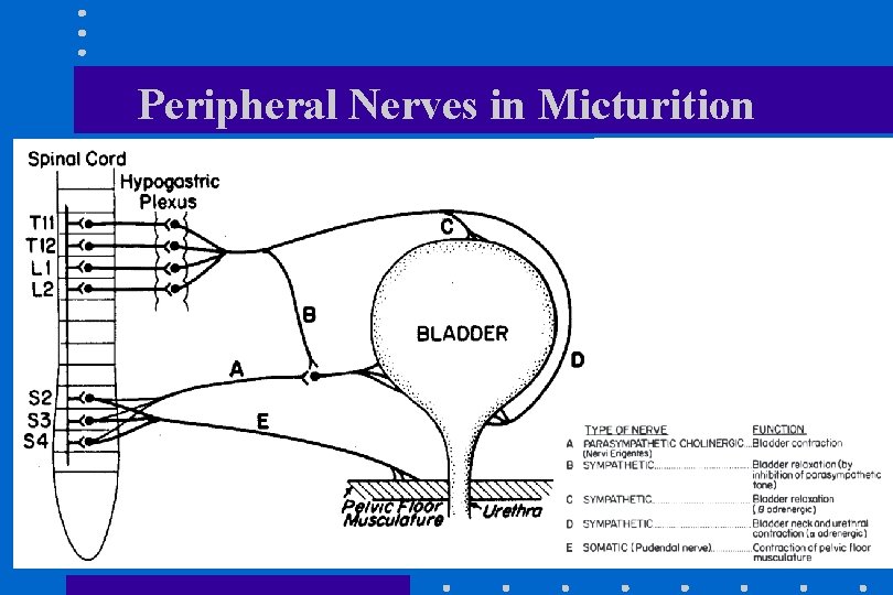 Peripheral Nerves in Micturition 