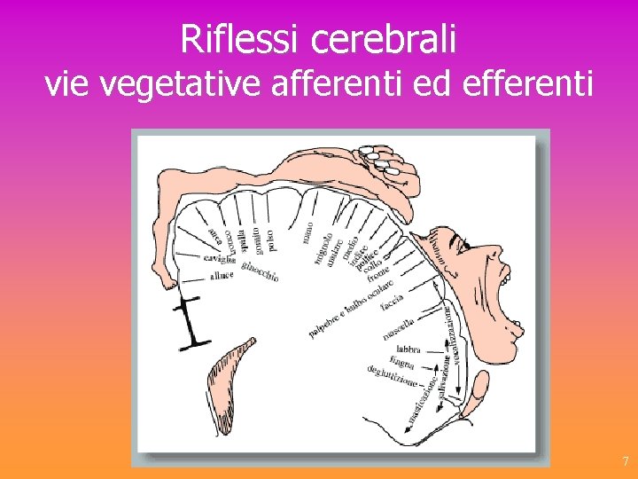Riflessi cerebrali vie vegetative afferenti ed efferenti 7 