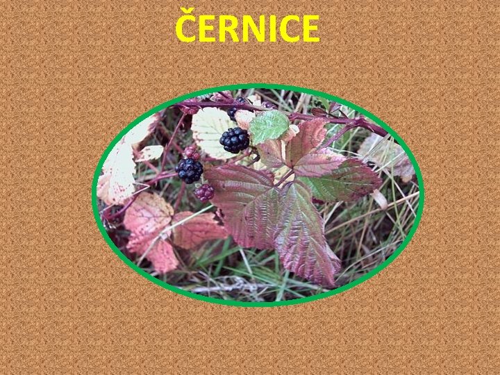  ČERNICE 