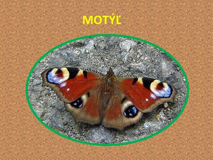  MOTÝĽ 