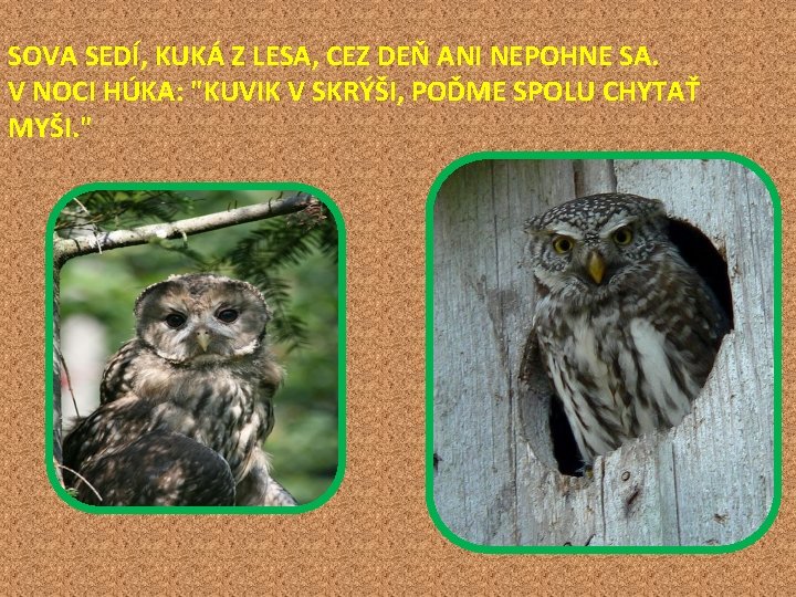 SOVA SEDÍ, KUKÁ Z LESA, CEZ DEŇ ANI NEPOHNE SA. V NOCI HÚKA: "KUVIK