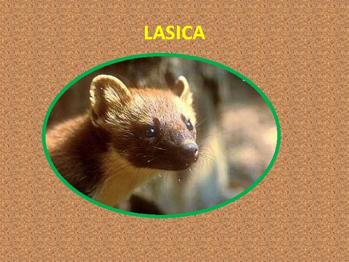 LASICA 