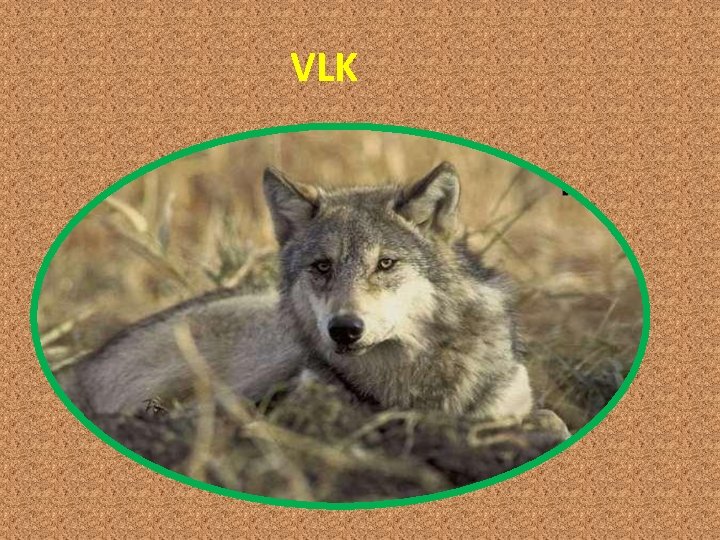 VLK 