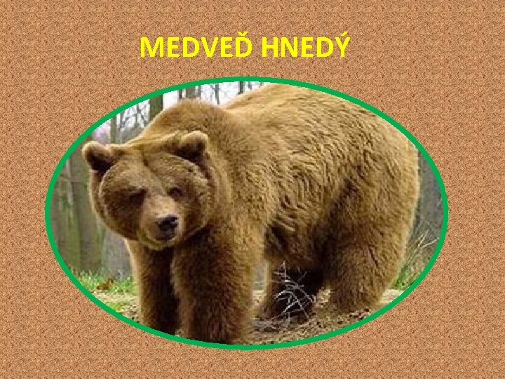  MEDVEĎ HNEDÝ 