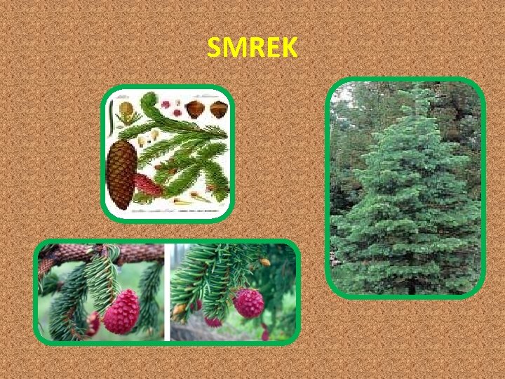 SMREK 