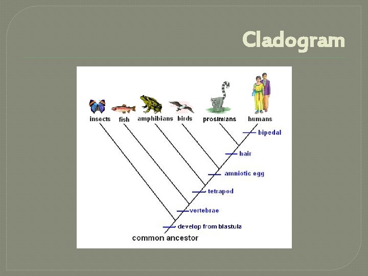 Cladogram 