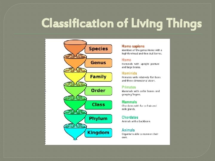 Classification of Living Things 