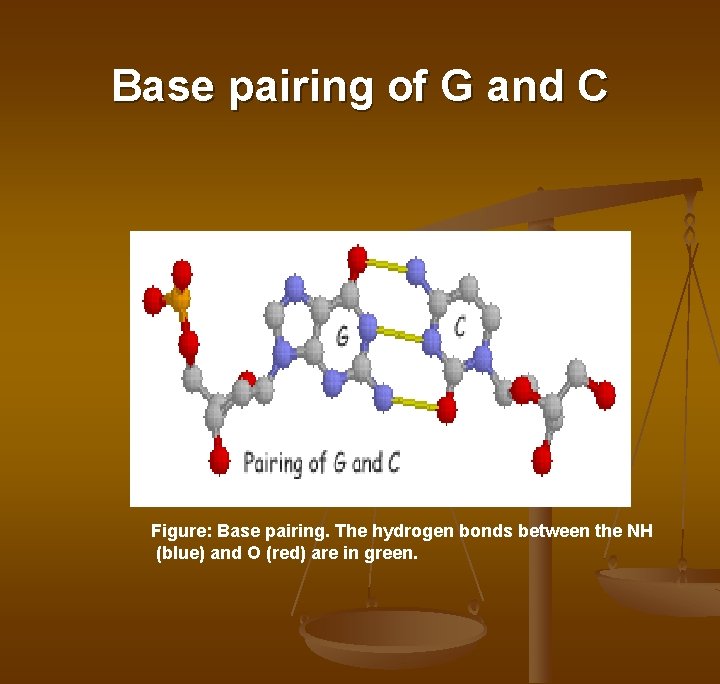 Base pairing of G and C Figure: Base pairing. The hydrogen bonds between the Base pairing of G and C Figure: Base pairing. The hydrogen bonds between the
