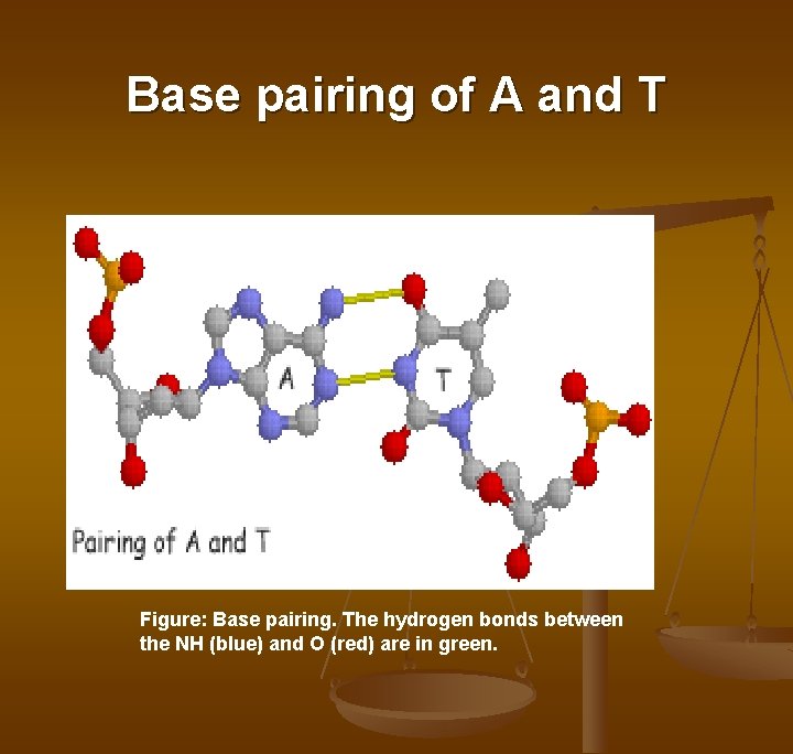 Base pairing of A and T Figure: Base pairing. The hydrogen bonds between the Base pairing of A and T Figure: Base pairing. The hydrogen bonds between the