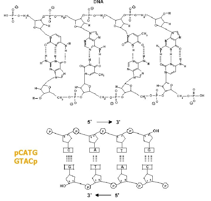 p. CATG GTACp p. CATG GTACp