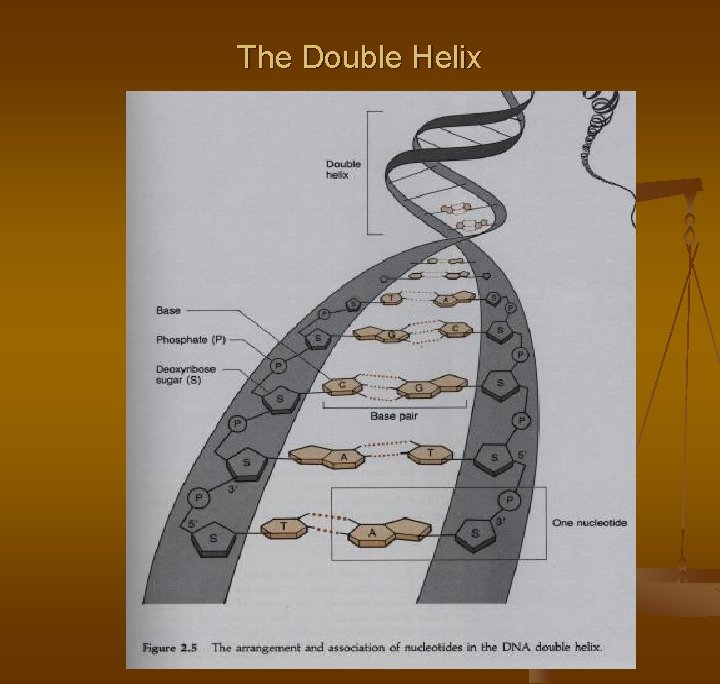 The Double Helix The Double Helix
