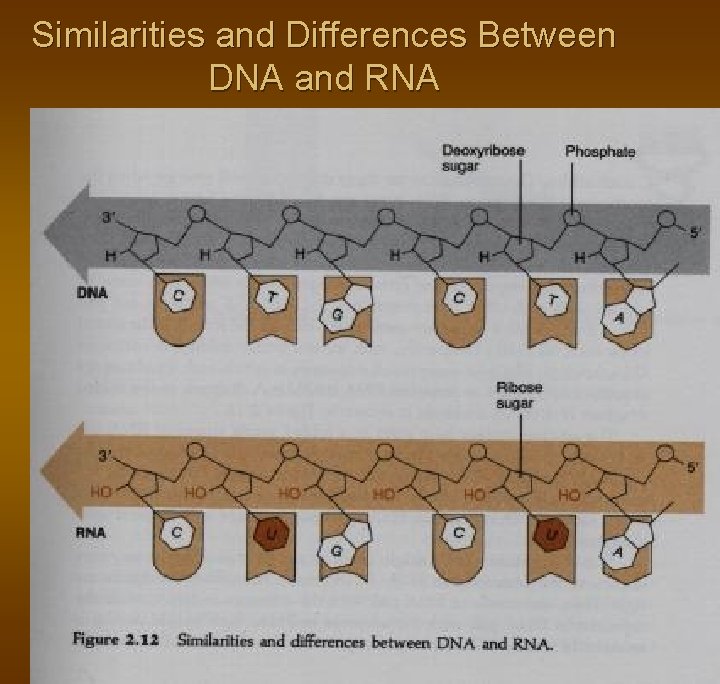 Similarities and Differences Between DNA and RNA Similarities and Differences Between DNA and RNA